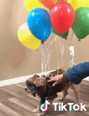 GIF Hund schwebt durch Luftballons